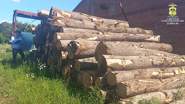 На Кубани бизнесмен незаконно напилил деревьев на 12 млн рублей Фото: ГУ МВД России по Краснодарскому краю