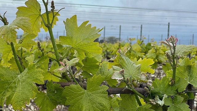 В 2022 году на Кубани ожидают высокий урожай винограда