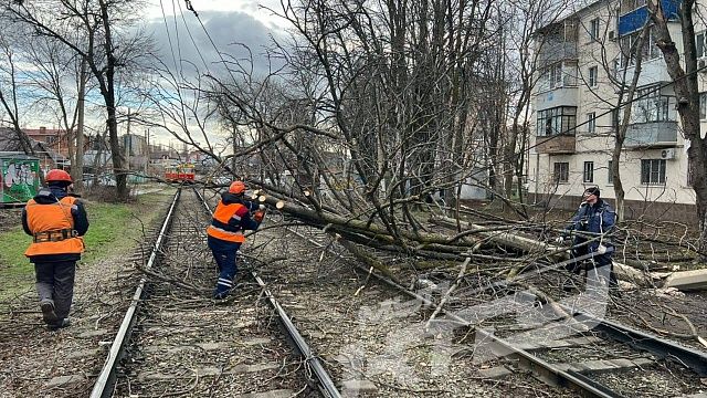 В Краснодаре движение трамваев остановилось из-за упавшего дерева. Фото: МУП «КТТУ»