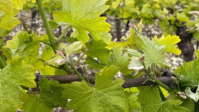 Вениамин Кондратьев: аграрии Кубани собрали рекордные 280 тысяч тонн винограда