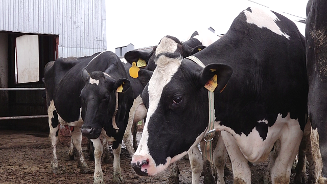 Коровы краснодарского учхоза дают 41 тонну молока в день Фото: Телеканал «Краснодар»