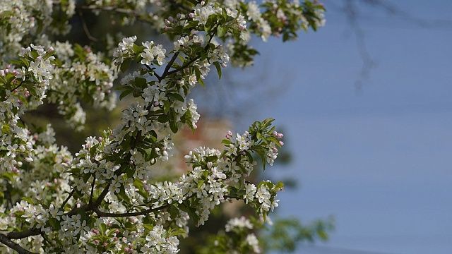 1000 декоративных деревьев высадят осенью в Краснодаре