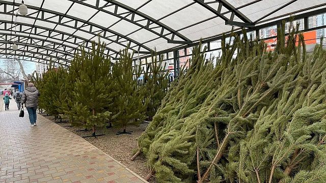 55 ёлочных базаров откроются 15 декабря в Краснодаре