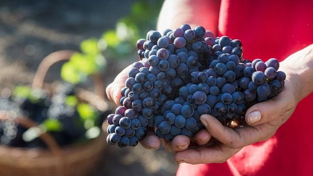 Российская винодельня приступила к сбору урожая. Фото: «Фанагория»  