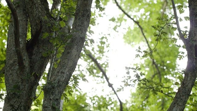 13 октября в Краснодарском крае снимут запрет на посещение лесов