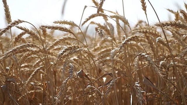 В Краснодарском крае более 1,7 миллионов гектаров земли засеяли пшеницей 