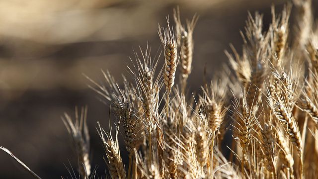 На Кубани начали сбор озимой пшеницы. Фото: Геннадий Аносов