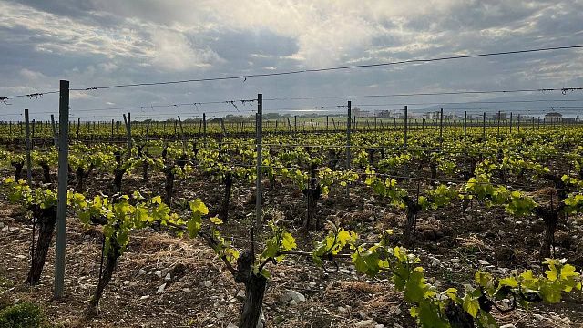 Виноделие на Кубани: как развивается отрасль и почему удается сохранять лидерство внутри страны Фото: Телеканал «Краснодар»