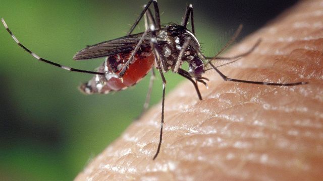 Врач-инфекционист предупредила об опасности, которую может принести комариный укус