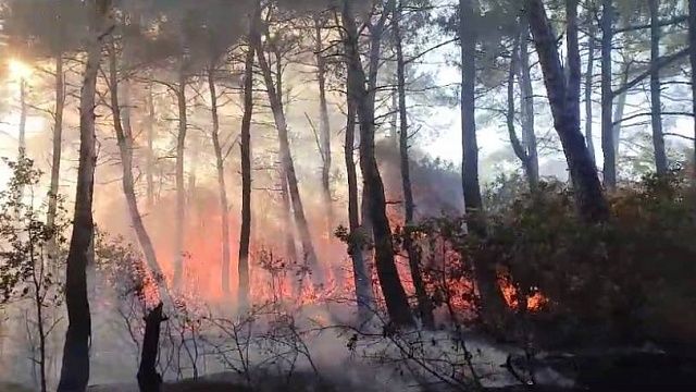  Ветер разносит новый пожар по лесу в Геленджике Фото очевидцев из соцсетей