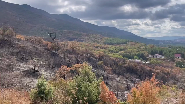 Губернатор поручил узнать законность застройки возле горевшего леса в Геленджике Фото: t.me/kondratyevvi