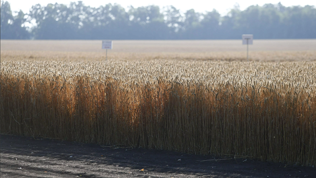 В России за 2023 год собрали 147 миллионов тонн зерна. Фото: телеканал «Краснодар» / Геннадий Аносов