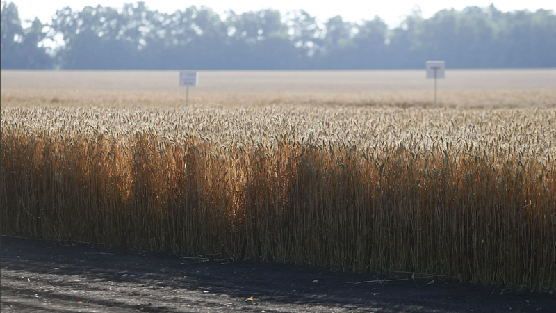 Урожай зерна в России в 2023 году составил 147 миллионов тонн 