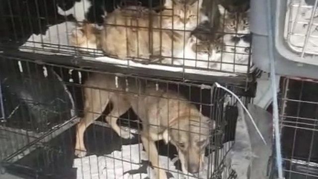 Жительница Херсона благодаря помощи неравнодушных эвакуировала 33 бездомных животных в Краснодар