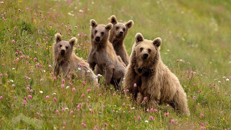Медведицу с тремя медвежатами заметили инспекторы в Кавказском заповеднике