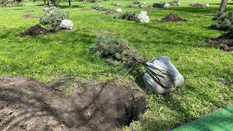 Дендропарк на 60 га появится в Геленджике 