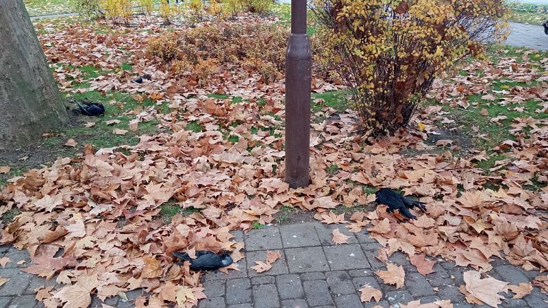 Массовая гибель птиц снова произошла в Краснодаре