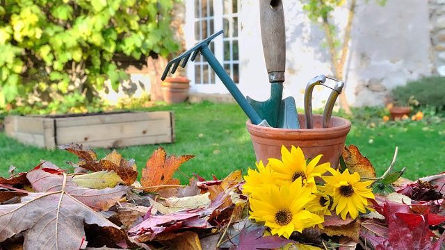 Осенью садоводы продолжают ухаживать за растениями. Фото: Александр Байкелов