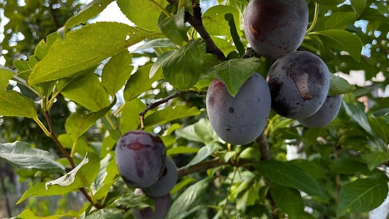 Из-за опасного вредителя обеззаразили почти 7 тонн слив из Казахстана на Кубани