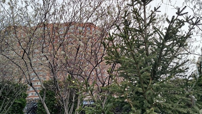 Незаконной вырубкой деревьев на бульваре Ушакова возмущены жители Краснодара