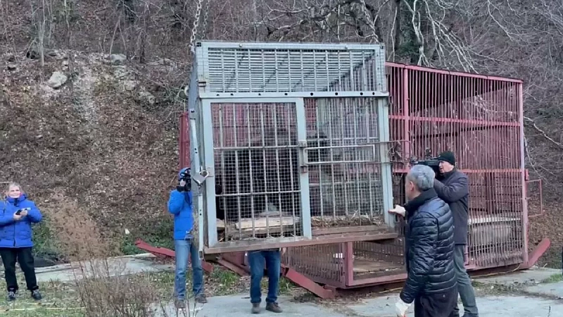 Медведь Винни переедет из клетки в просторную берлогу на Красной Поляне