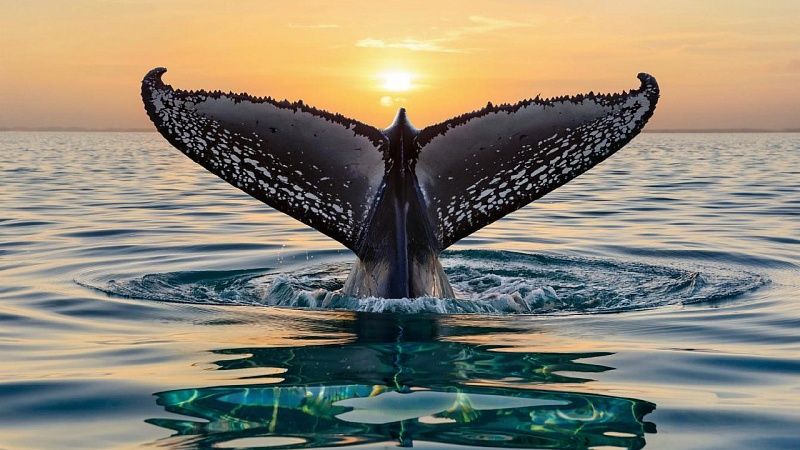 Школьник поймал «речного монстра» весом 19 кг в Краснодарском крае