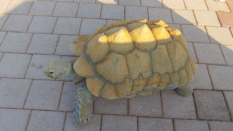 Больше миллиона юаней выплатит владелец черепахи за смерть ребенка в Китае
