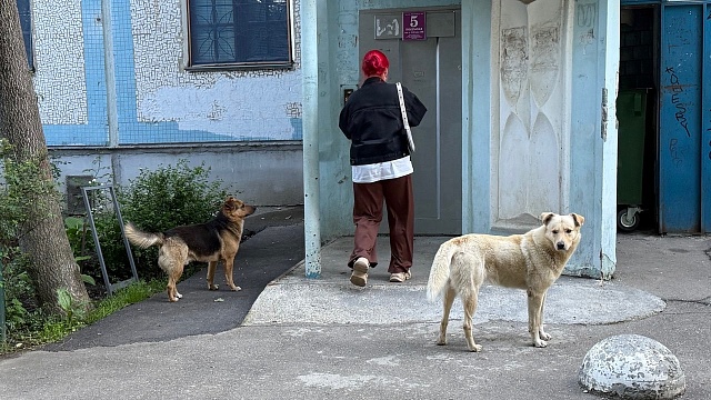 Фото: телеканал  «Краснодар»