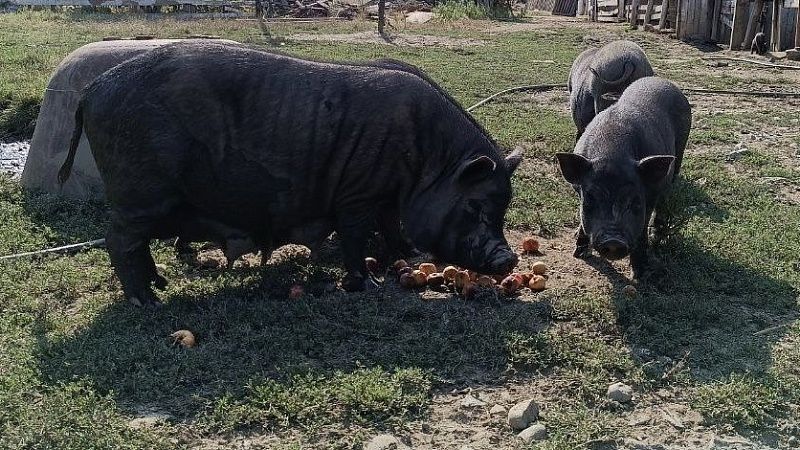 Новая партия заражённой свинины обнаружена в Краснодаре