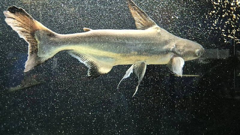 Американка выловила опаху весом 67 килограммов и решила съесть её во Флориде