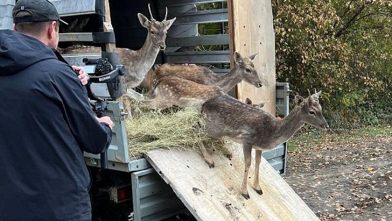 Более 20 ланей выпустили в Курганинском районе