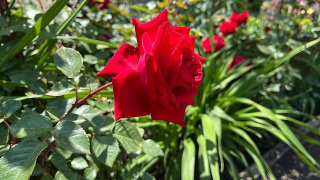 Фото: телеканал «Краснодар»