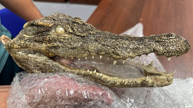 Голову крокодила нашли у прибывшего из Вьетнама туриста в Хабаровске