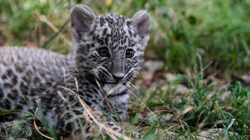 О различиях леопардят-близнецов рассказали в Центре кавказского барса в Сочи 
