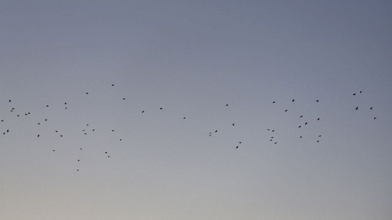 Необычный маневр аиста в небе снял дрон ВС РФ