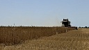 Миллион тонн превысил экспорт российской пшеницы в Кению через Кубань
