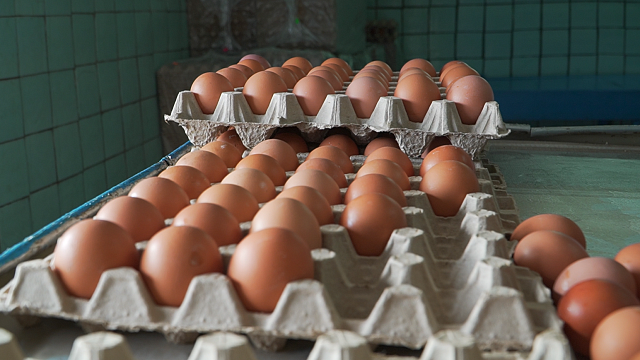 В Правительстве РФ одобрили обнуление пошлин на поставки яиц. Фото: телеканал «Краснодар»