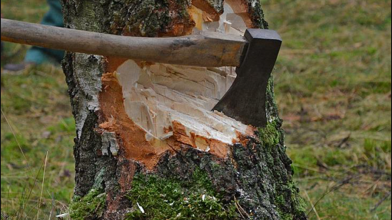 Контролировать вырубку деревьев на Николаевском бульваре будет инициативная группа