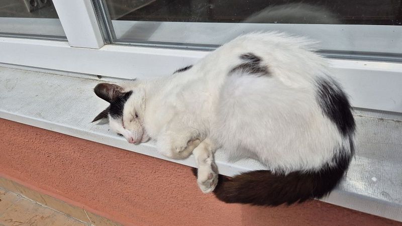 Названы самые популярные клички московских кошек и собак