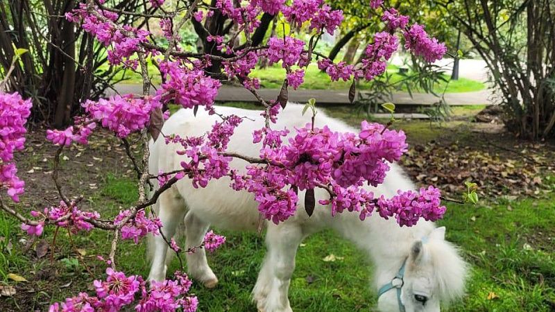 Иудово дерево зацвело в парке «Ривьера» в Сочи