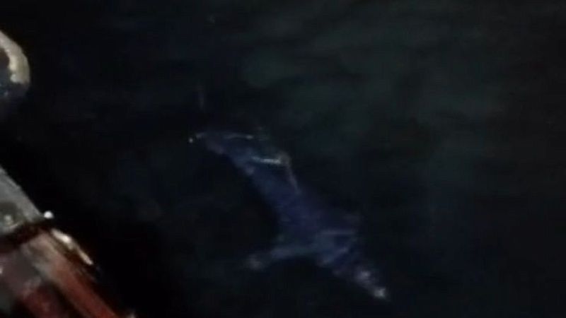 Пугающую морскую хищницу сняли на видео рыбаки в Приморском крае