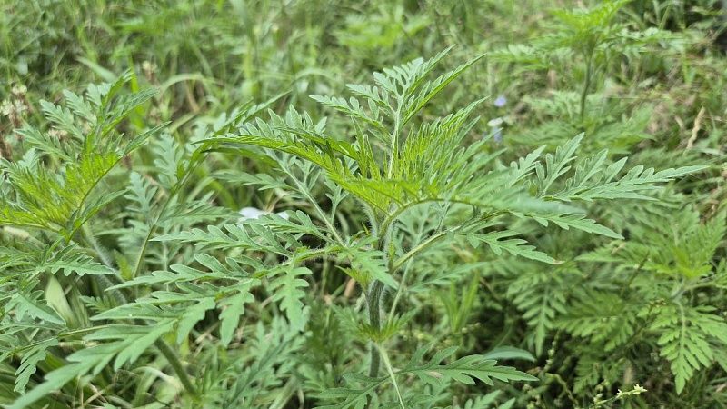 Восемь нарушителей оштрафовали за найденный ИИ борщевик в Санкт-Петербурге