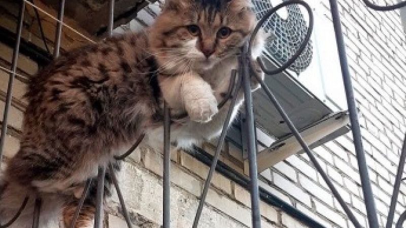 Кот спешил на свидание и застрял в решетке балкона в Биробиджане