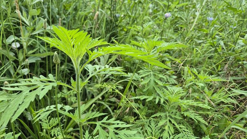 ФАС раскрыла картель при благоустройстве зеленых зон в Краснодаре