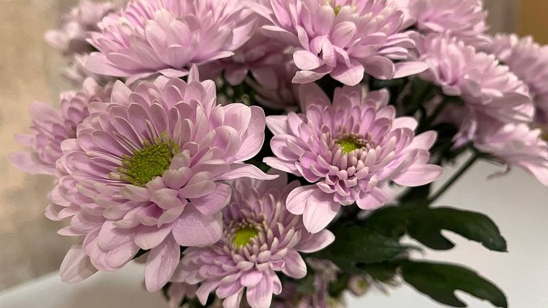 Психолог объяснила, почему нельзя дарить валентинки коллегам