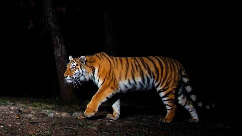 Амурский тигр украл фотоловушку в нацпарке Приморья «Земля леопарда»