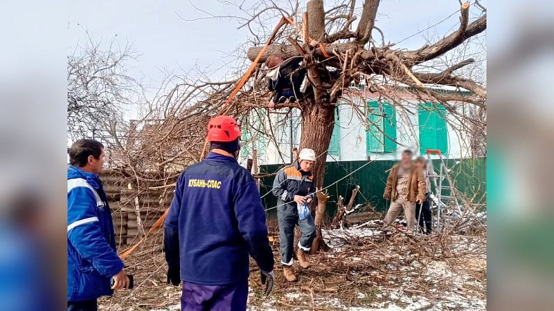 Жителя Кубани придавил ствол спиленного им дерева