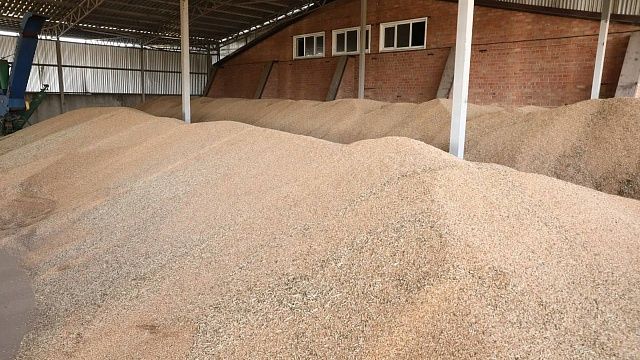 Аграрии собрали 9,3 млн тонн зерна в 2025 году на Кубани