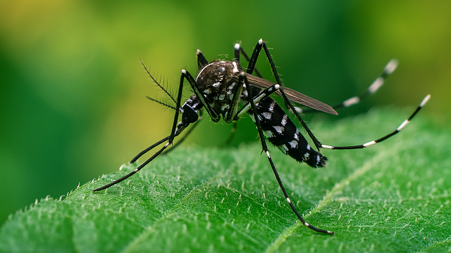 Тигровых комаров обнаружили в Краснодарском крае