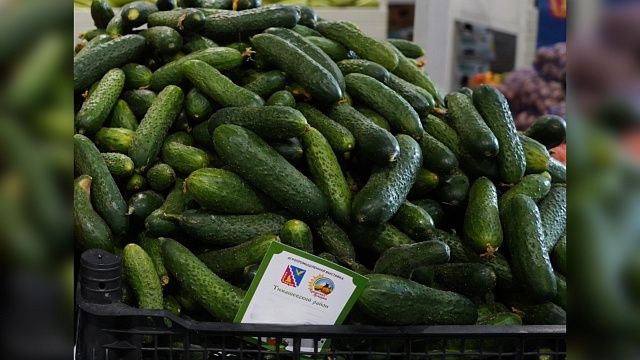 Фото: телеканал «Краснодар»